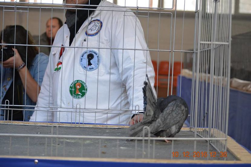 15355618_1153177534797125_7634502412090923065_n - Expozitia specializata Fantail Club Romania 2016