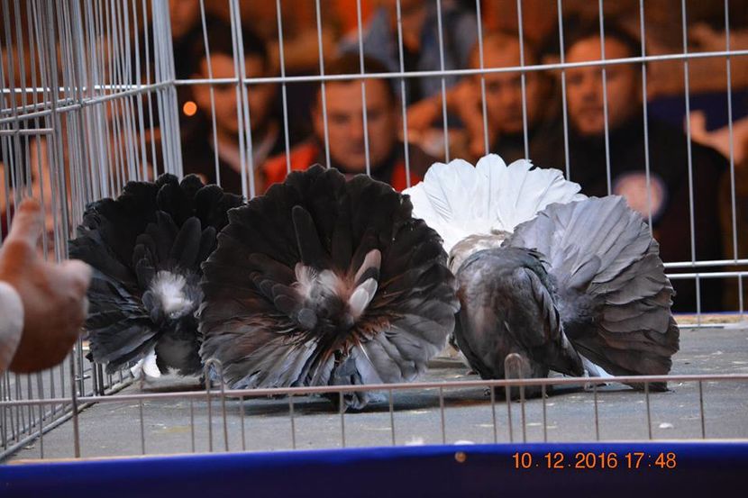 15390959_1153229564791922_4599874414106166931_n - Expozitia specializata Fantail Club Romania 2016