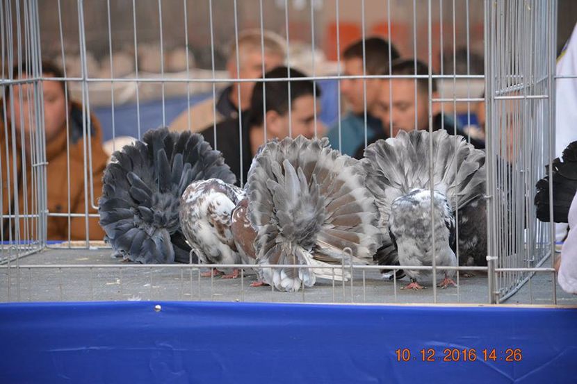 15420833_1153178248130387_4352391589890788019_n - Expozitia specializata Fantail Club Romania 2016