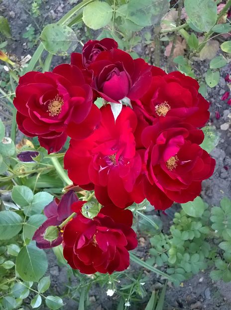 Lavaglut; *, Albany Rose Society Fall Show, Statele Unite ale Americii (1999)
*, Austin Rose Society, Statele Unite ale Americii (2001)

*, California de coastă Rose Society Rose Show, Statele Unite ale Americi
