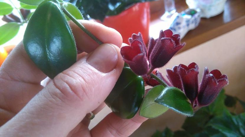 aeschynanthus twister - Flori apartament