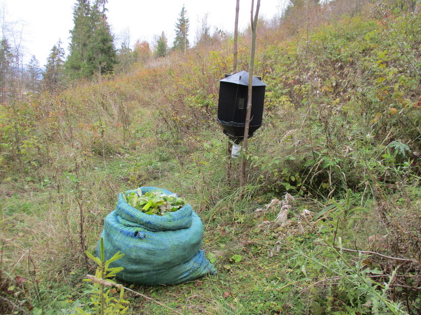 Zmeurus frunze in octombrie - PLANTE SI FRUNZE DE ARBORI IN HRANA CAPRELOR