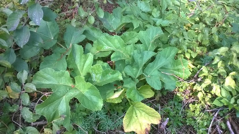 Branca-Ursului in septembrie - PLANTE SI FRUNZE DE ARBORI IN HRANA CAPRELOR