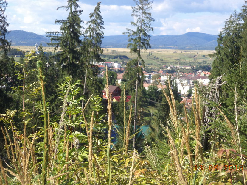 Deasupra strandului - PLANTE SI FRUNZE DE ARBORI IN HRANA CAPRELOR