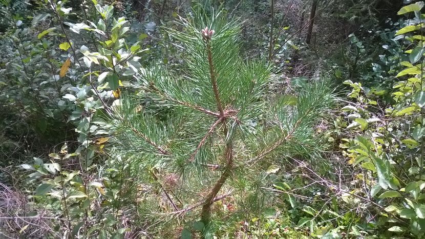 Un pin puiet tanar-8xs - PLANTE SI FRUNZE DE ARBORI IN HRANA CAPRELOR