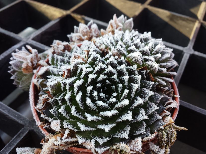  - Sempervivum - 2017