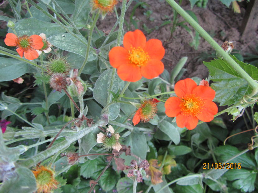 Geum coccineum borisi - 2 vara