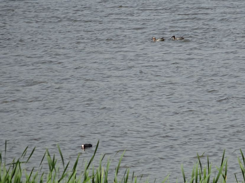 56bT - Rata Garganey - Pasari L-R V02