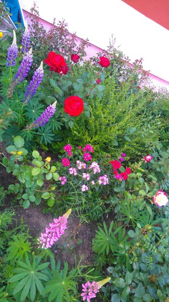 Dianthus barbatus, lupinus polyphyllus - Perene