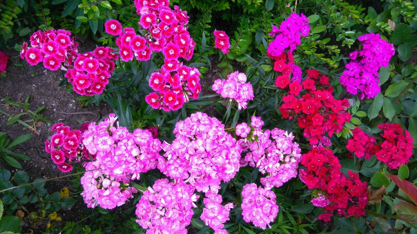 Dianthus barbatus - Perene