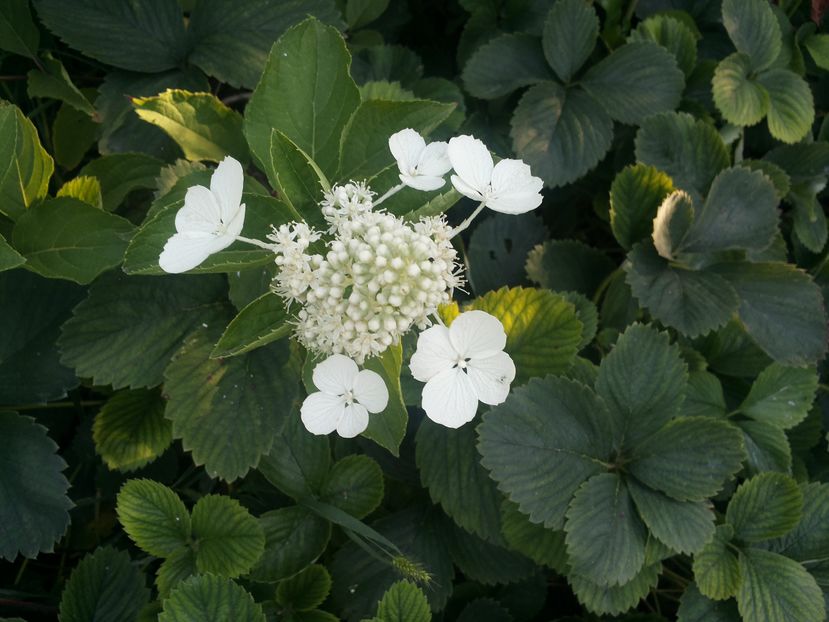 ; Hortensie neglijata,
