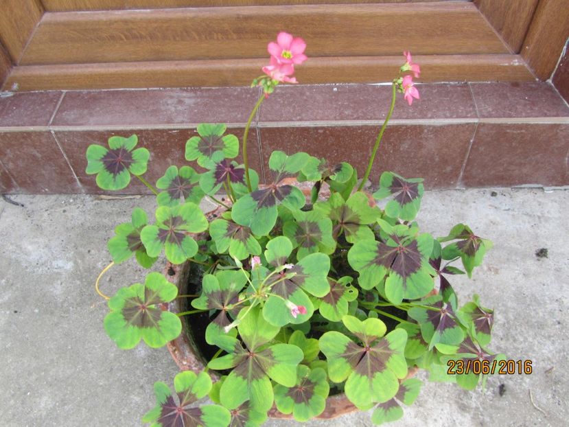 Oxalis deppei (7)