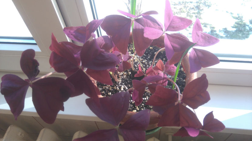 oxalis triangularis - Flori apartament