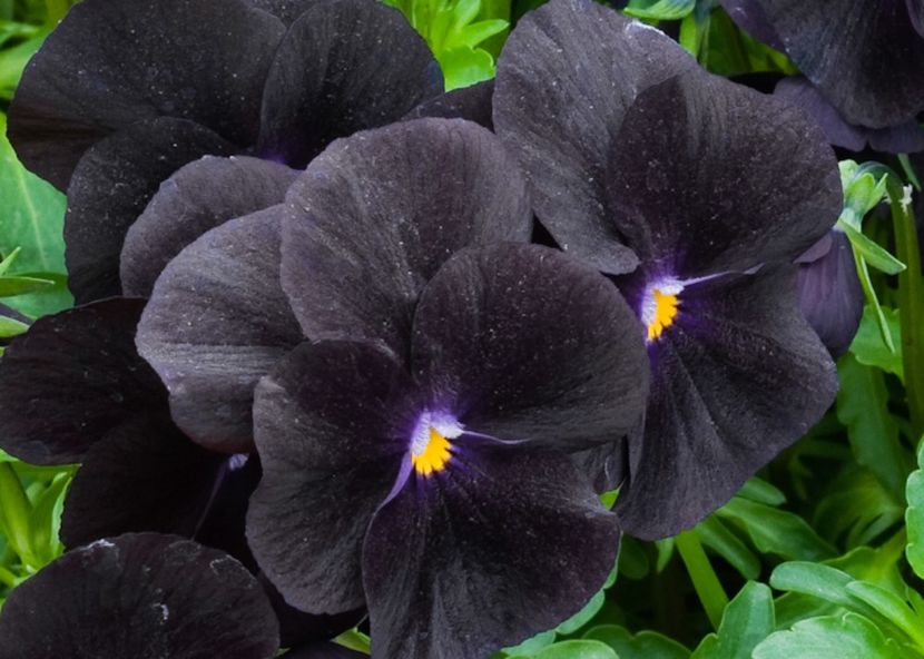 Panselute Viola Blackjack1 - SEMINTE HOBBY flori