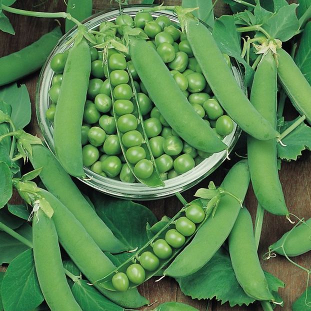 Mazare Ambassador0 - SEMINTE HOBBY de legume si plante aromatice