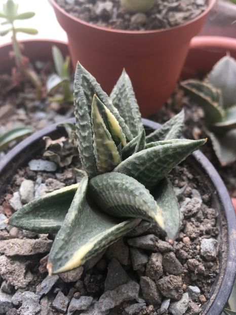  - haworthia