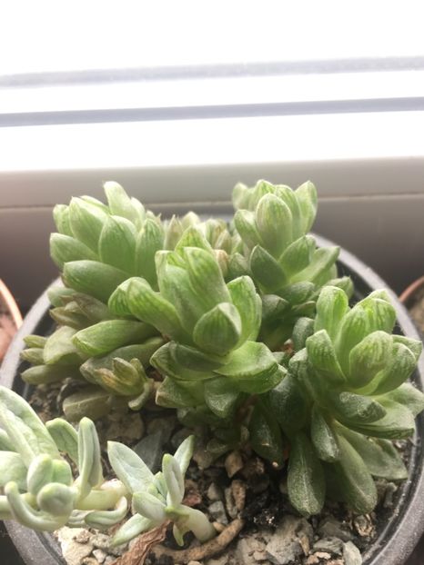  - haworthia