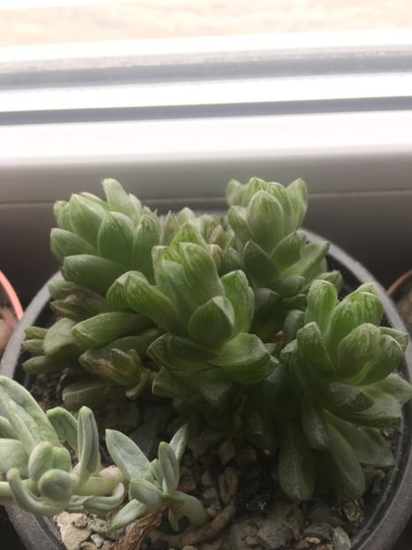  - haworthia