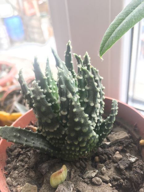  - haworthia