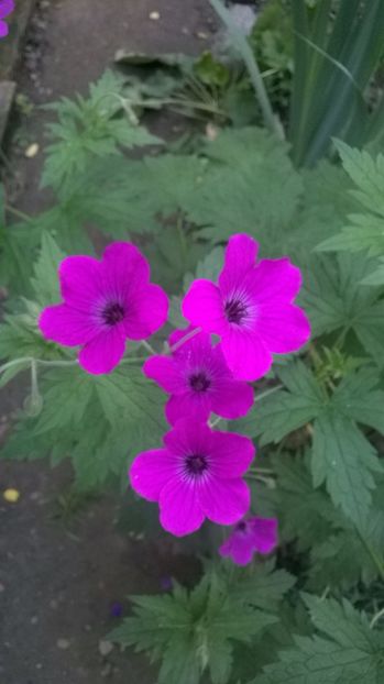  - Geranium si alte perene