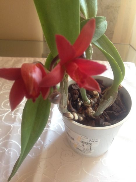 image - cattleya