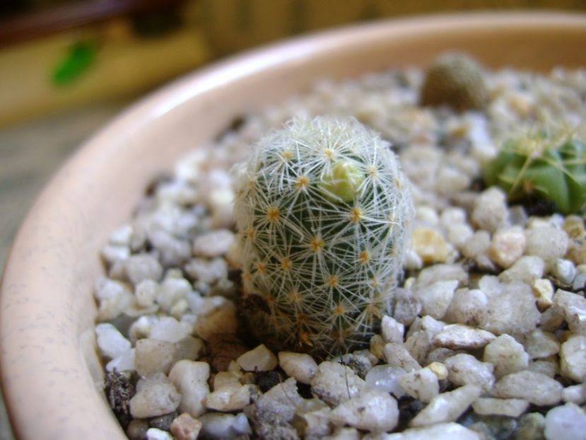 Mammillaria schiedeana ssp. giselae - Cactusi 2017