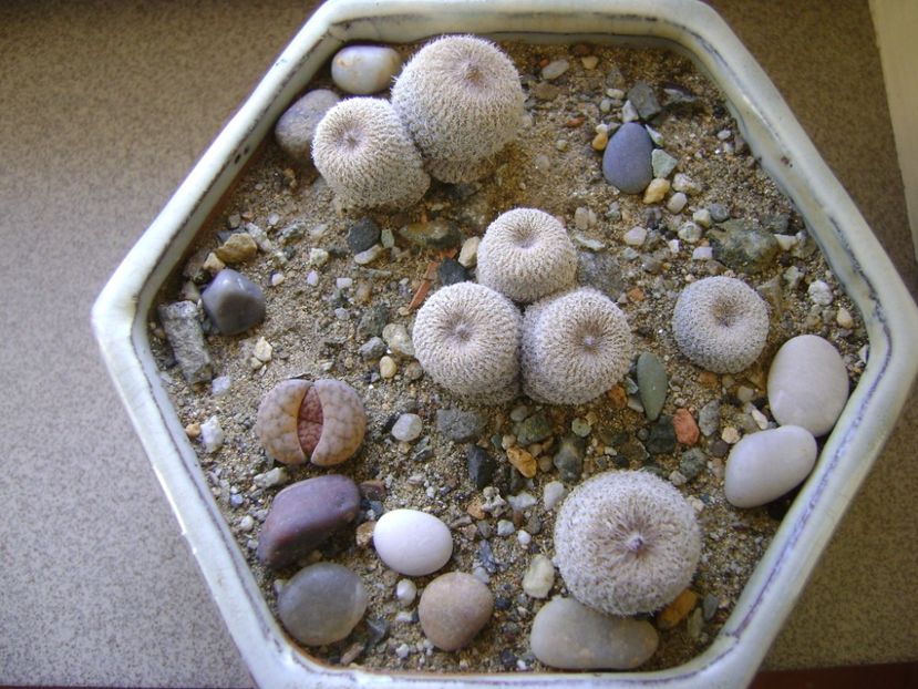 Grup de 4 Epithelantha & Lithops - Cactusi 2017