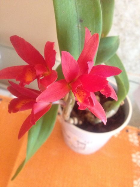 image - cattleya