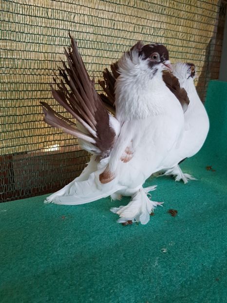 M 7441 - NORDCAUCAZIAN cu coada rosie red tail pigeons