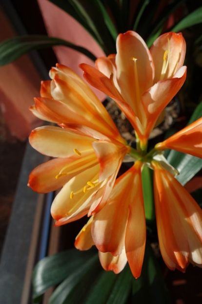 in floare (19) - clivia in 2017