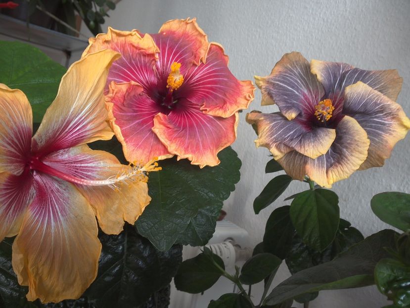 WIN_20170305_112032 - 02Hibiscus