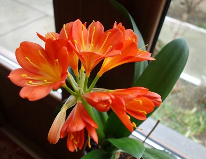 de 8 Martie (13) - clivia in 2017