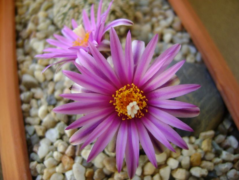 Turbinicarpus pseudopectinatus - Cactusi 2017