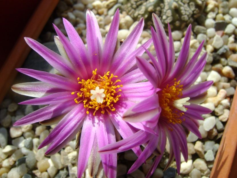 Turbinicarpus pseudopectinatus - Cactusi 2017