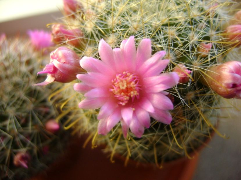 Mammillaria zeilmanniana - Cactusi 2017