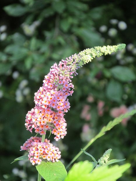 3 iulie 2016 Buddleja Flower Power1 - 2016 - My messy garden