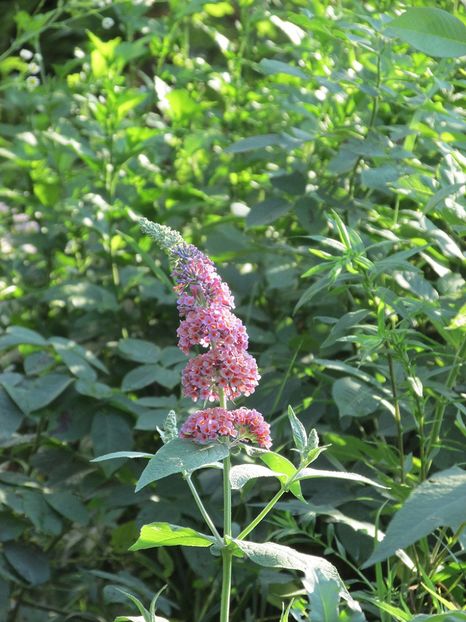 3 iulie 2016 Buddleja Flower Power3 - 2016 - My messy garden