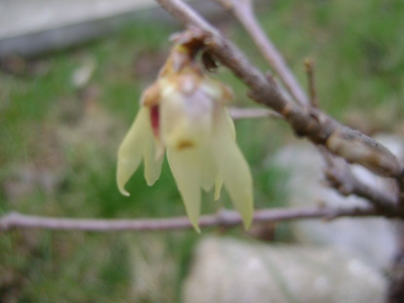 Arbustul zanei (Chimonanthus praecox) - Primavara 2017