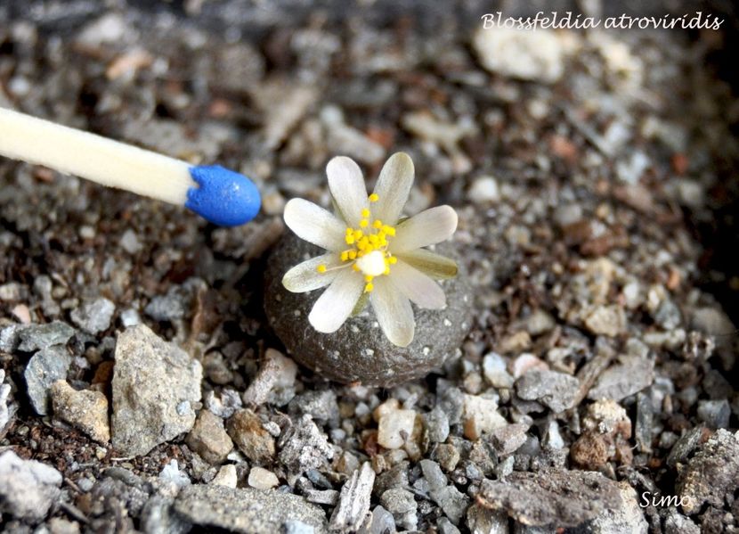 Blossfeldia atroviridis - Flori cactusi 2017