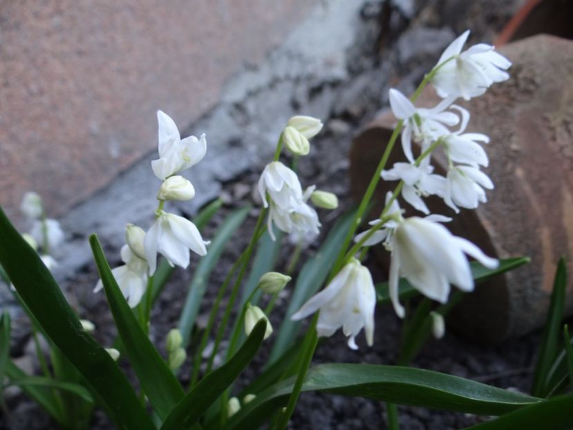 scilla siberica alba - E primavara iarasi primavara