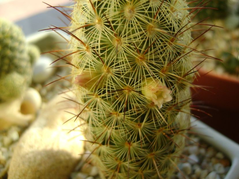 Mammillaria microhelia - Cactusi 2017