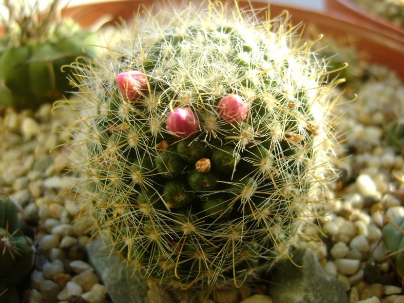 Mammillaria zeilmanniana - Cactusi 2017