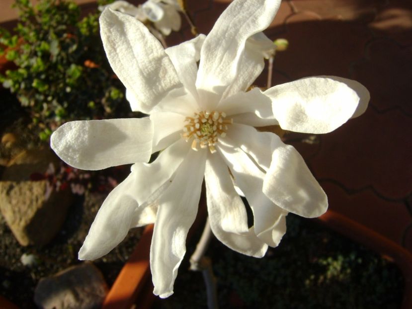 Magnolia stellata - Primavara 2017