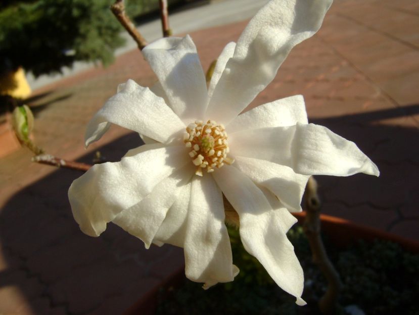 Magnolia stellata - Primavara 2017