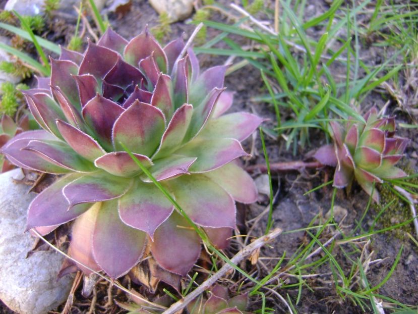 Sempervivum - Primavara 2017