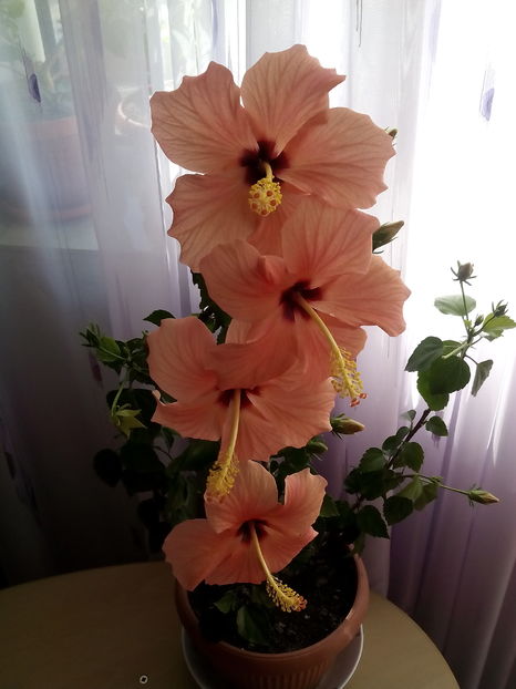  - Hibiscus Cairo Apricot