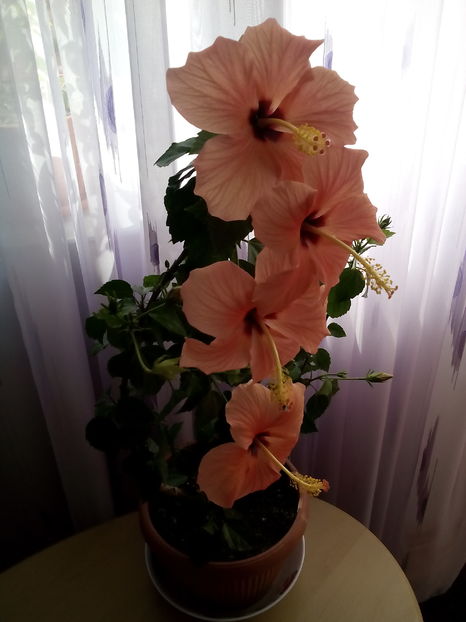  - Hibiscus Cairo Apricot