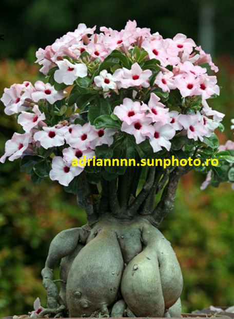 Adenium Heirloom Pink Desert Rose - 1 AA SEMINTE ADENIUM DE VANZARE o noua TRANSA 2023