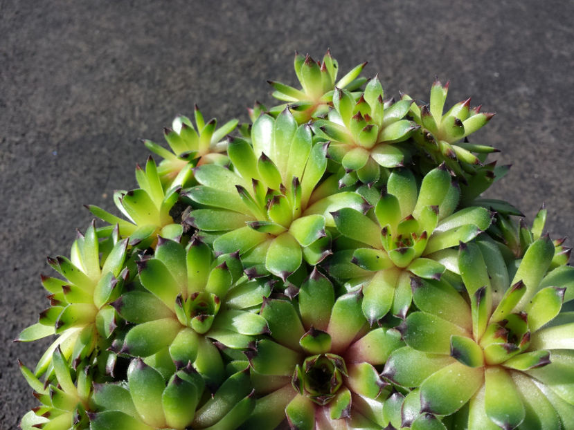  - Sempervivum - 2017