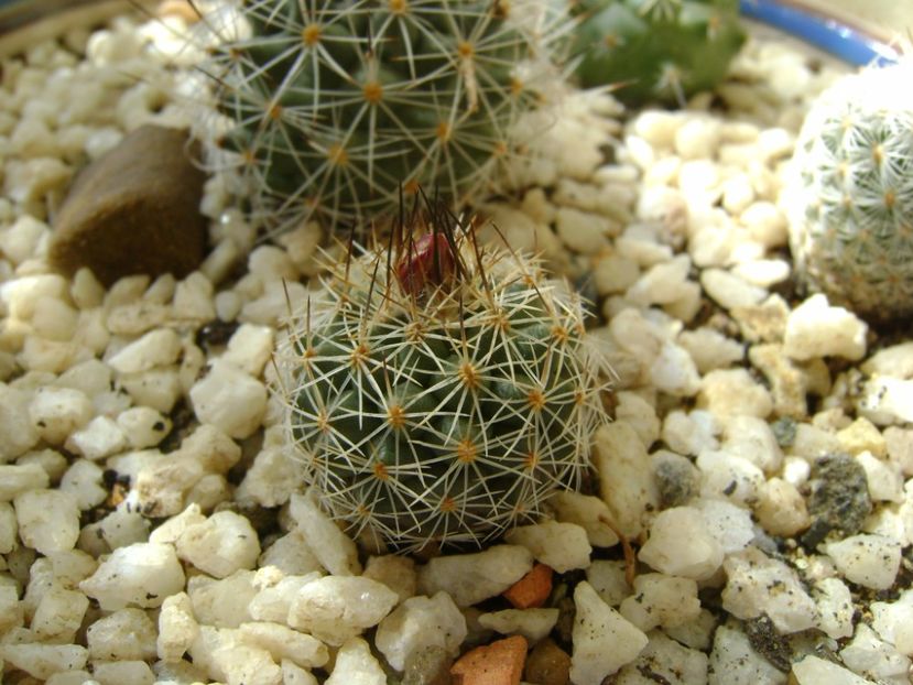 Gymnocactus knuthianus - Cactusi 2017